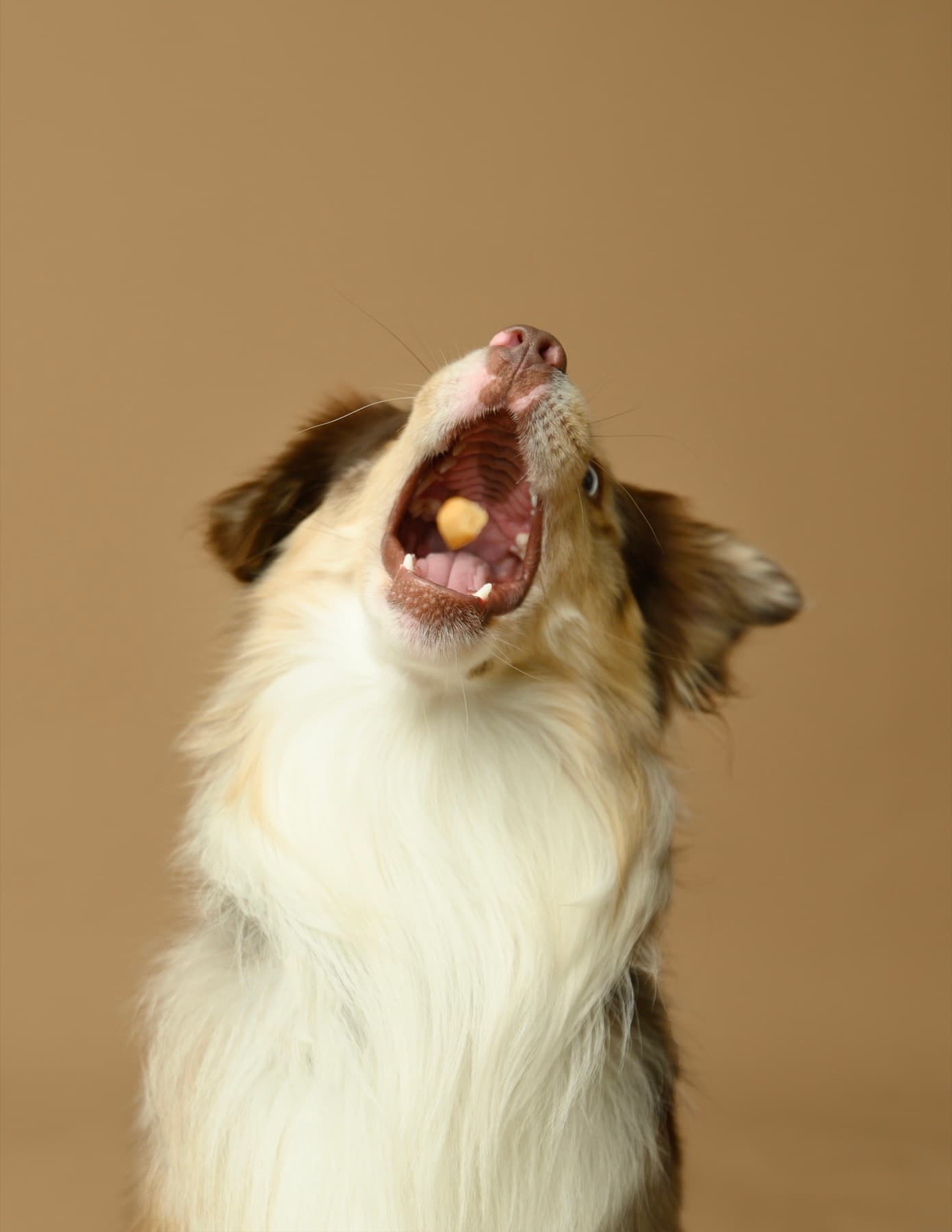 Perro comiendo